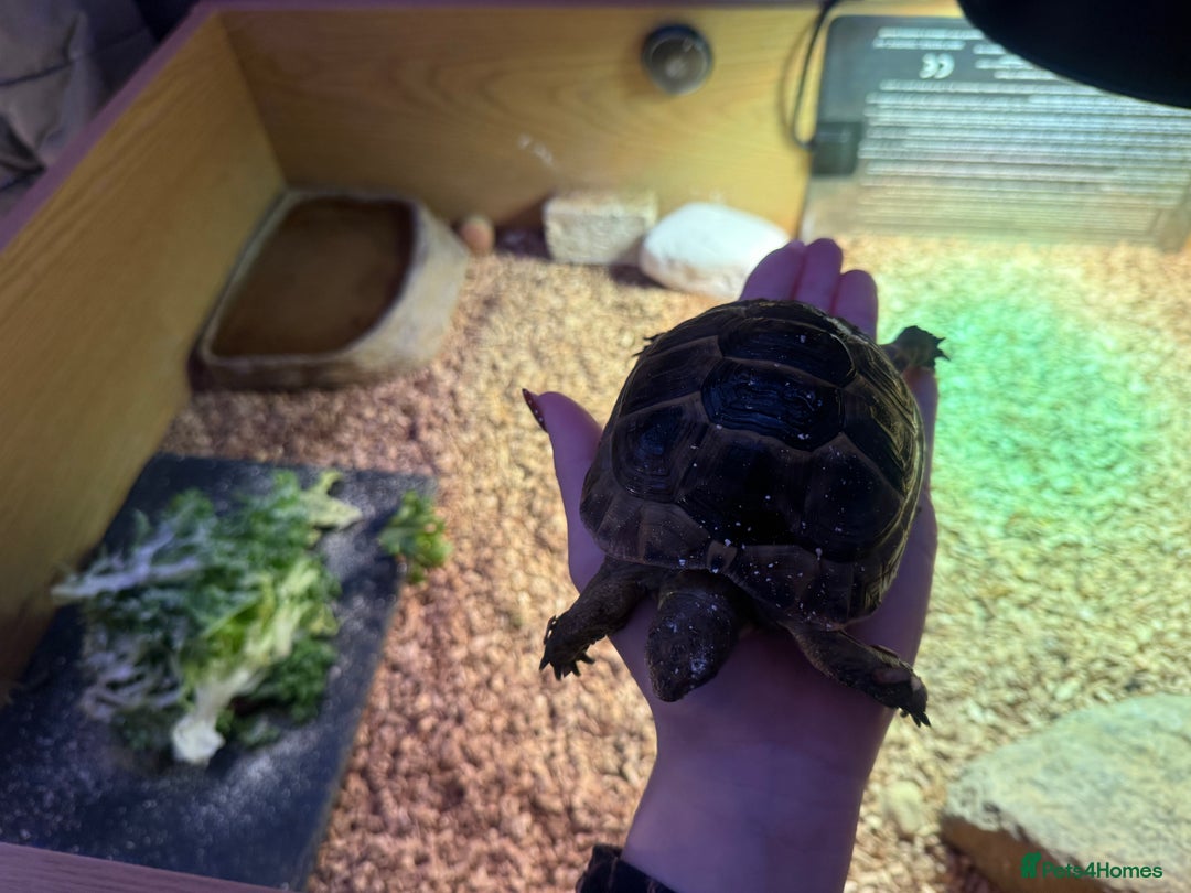 Tortoise reptiles for sale: Male spur thighed tortoise - Advert 2