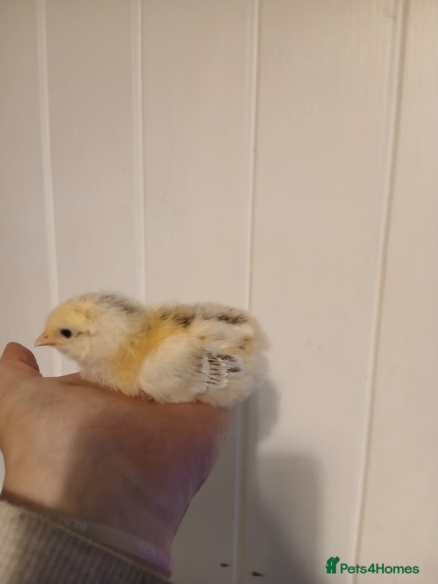 Chickens poultry Warren chicks  - Advert 1