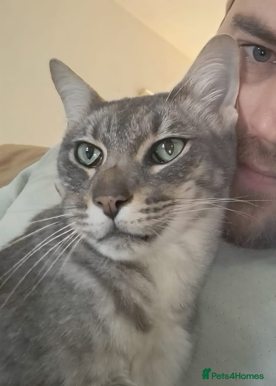 Maine Coon cats for sale: Gorgeous Maine Coon cross Oriental kittens - Image 12