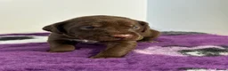 Mixed Breed dogs for sale: READY TO LEAVE! GWP X Labrador puppies - Advert 20