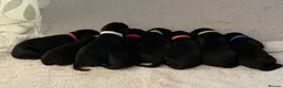 Cockerdor dogs for sale: 🐾 Gorgeous Cockerdor Puppies 🐾 - Advert 21