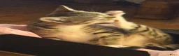 Mixed Breed cats for sale: Tabby girl kitten in Manchester - Advert 9