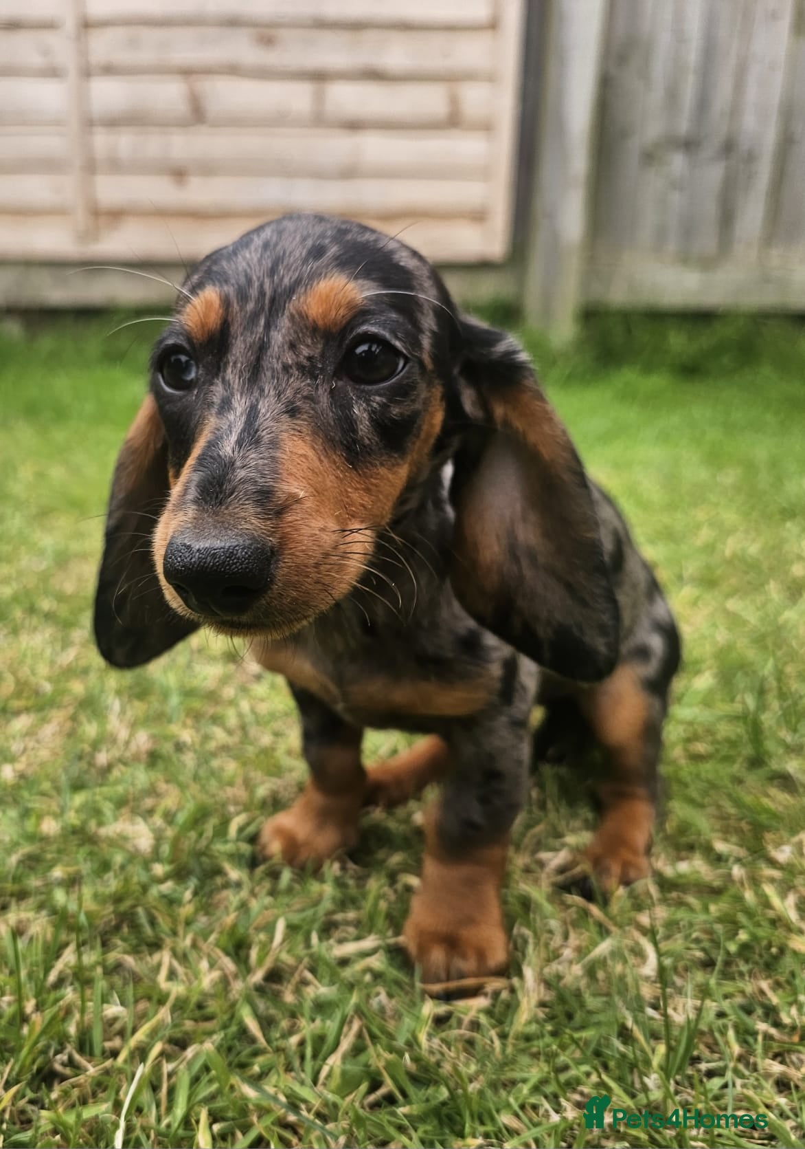 Dachshund dogs Super sweet Dachshund puppies - Advert 1