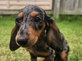 Dachshund dogs Super sweet Dachshund puppies - Advert 9