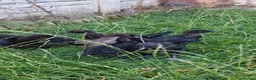 Chickens poultry for sale: Ayam Cemani Chicks – Hatched 12th June – Unsexed - Advert 9