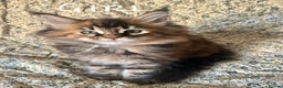 Maine Coon cats for sale: Full Maine Coon Kittens Ready Now - Advert 5