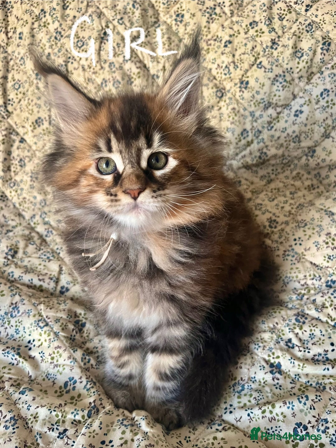 Maine Coon cats for sale: Full Maine Coon Kittens - Image 5