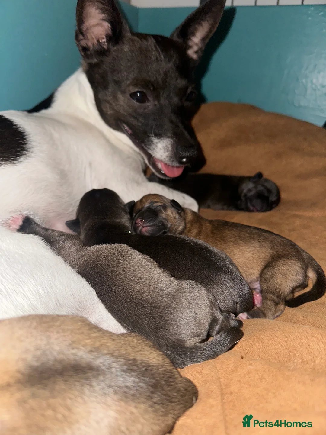 Jack Russell dogs for sale: Miniature Jack Russell Puppies 🐾 - Advert 1