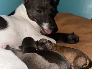 Jack Russell dogs Miniature Jack Russell Puppies 🐾 - Advert 2