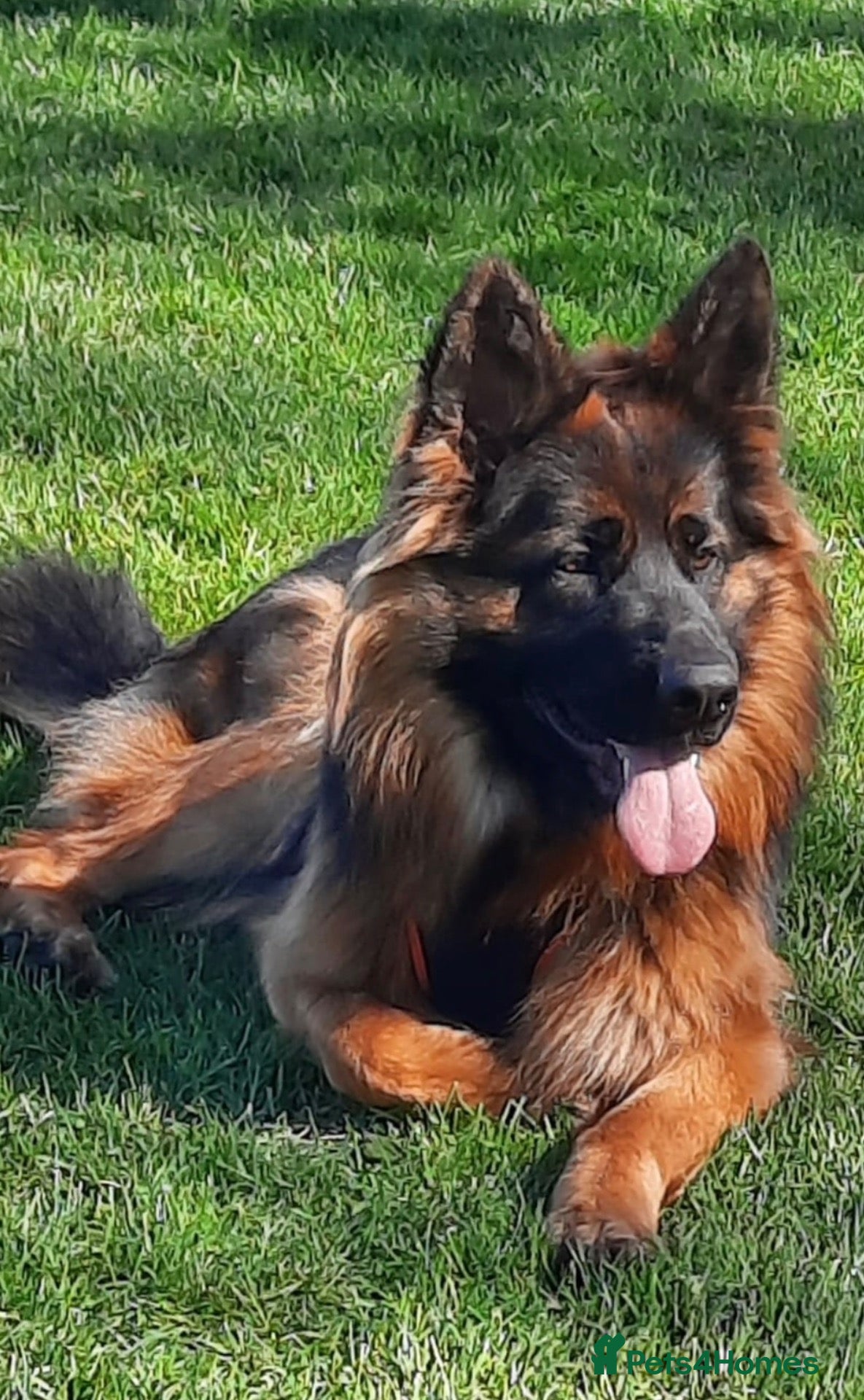 German Shepherd dogs Full pedigree German shepherd longhair  - Advert 1