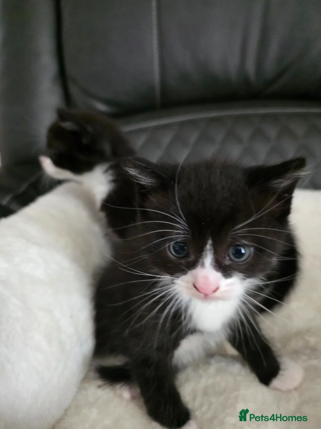 British Shorthair cats for sale: Bsh mixed - Advert 2