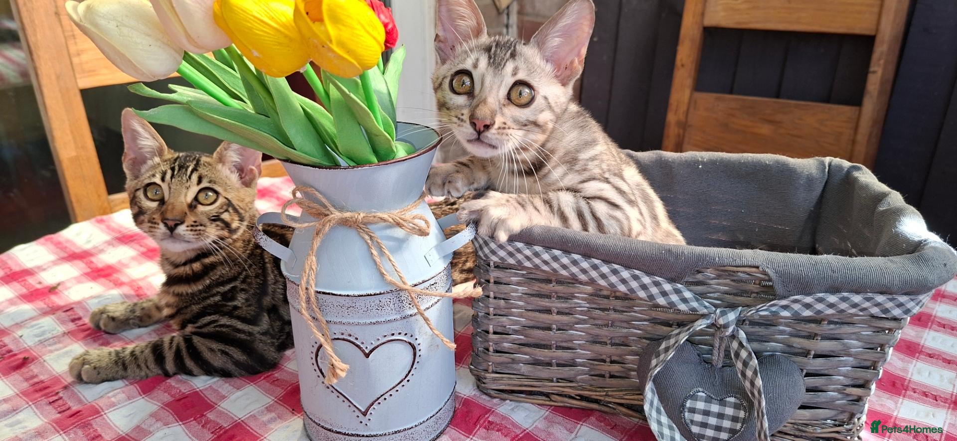 Bengal cats Stunning Bengal Kittens  - Advert 10