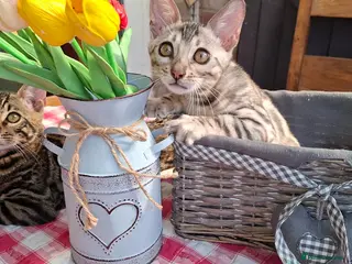 Bengal cats Stunning Bengal Kittens - Advert 10
