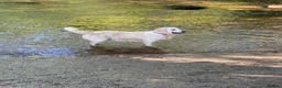 Golden Retriever dogs for sale: Golden retriever puppies - Advert 10