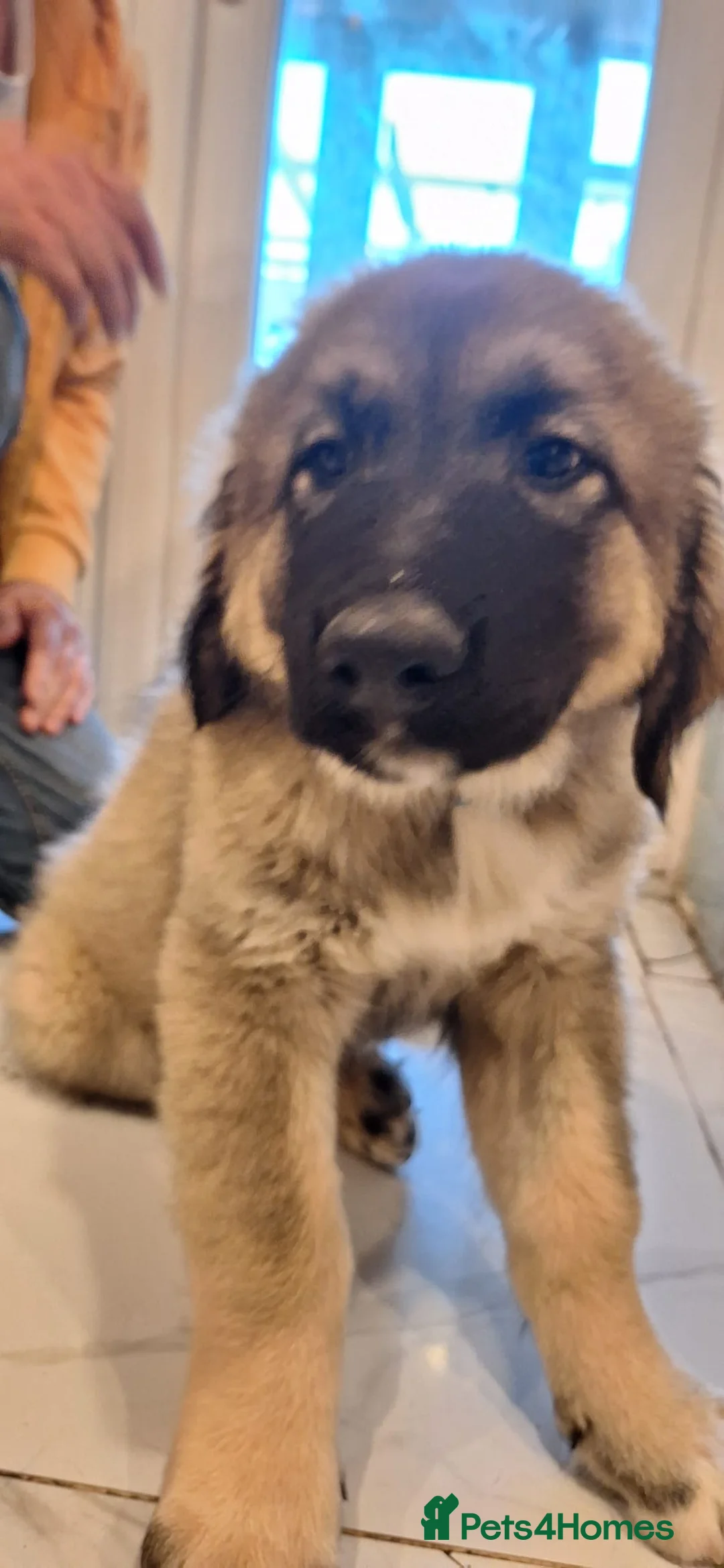 Caucasian Shepherd Dog dogs for sale: Puppies  in Hereford - Advert 2