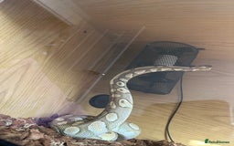 Python Snake reptiles for sale: Butter het clown ball python - Image 7