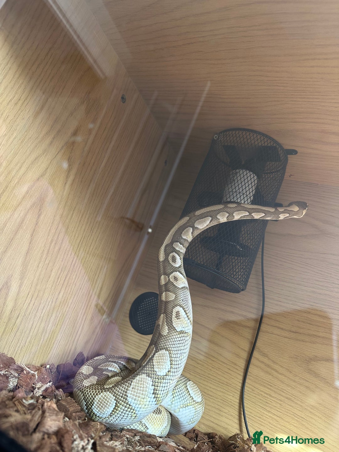 Python Snake reptiles for sale: Butter het clown ball python - Image 7