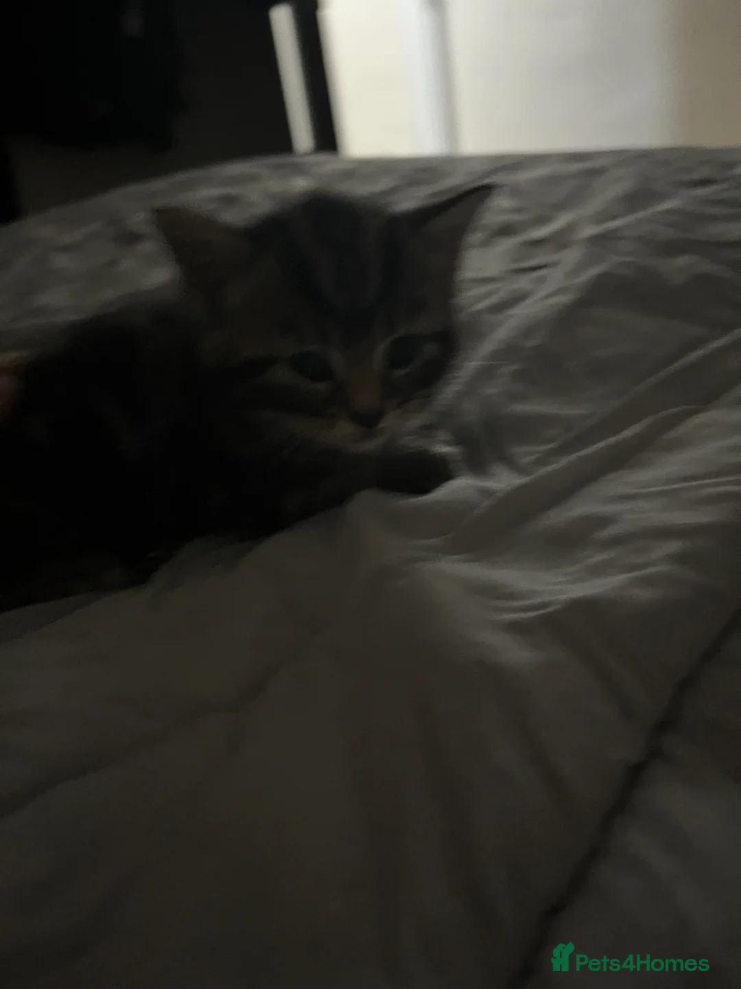 Mixed Breed cats for sale: Kittens  in Derby - Advert 2