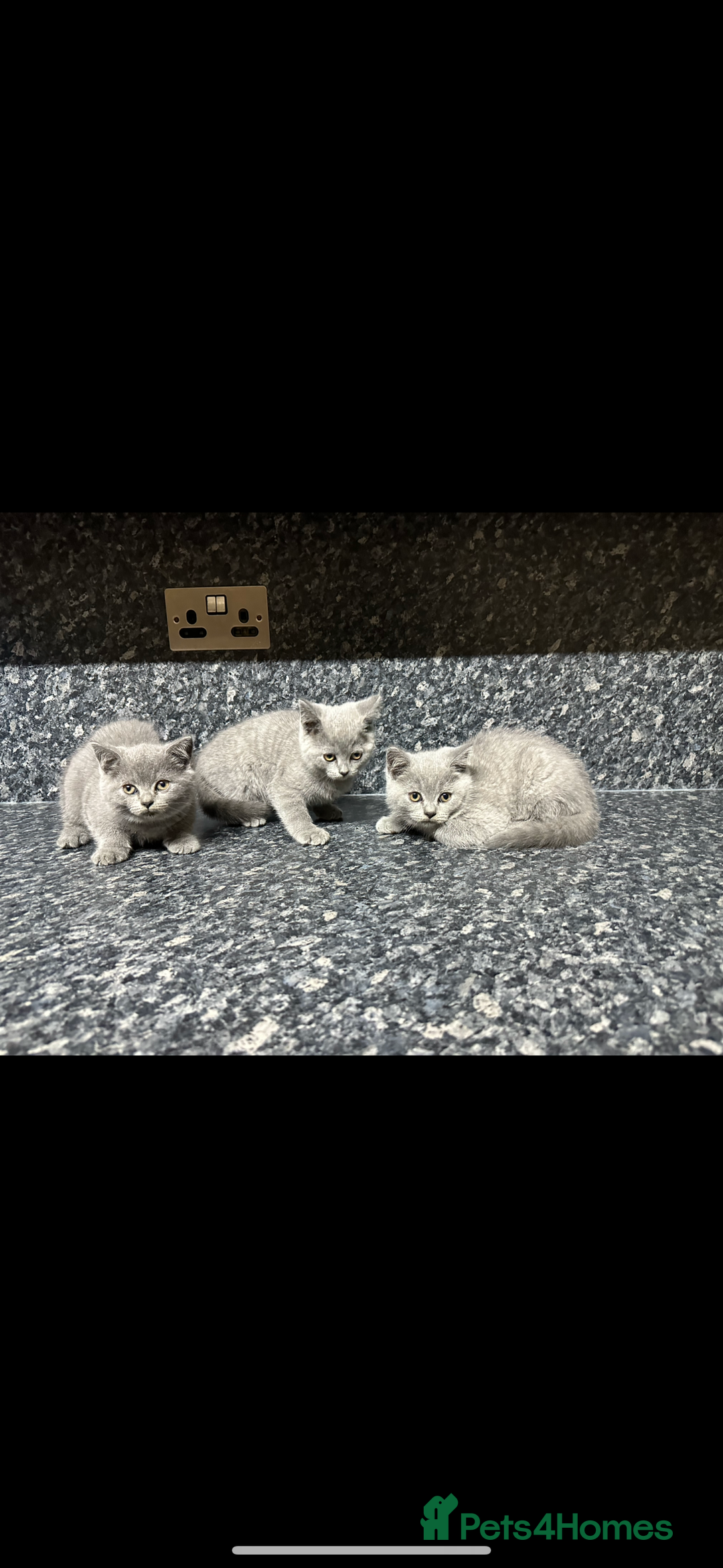 British Shorthair cats for sale: British shorthair kittens ready to rehome - Image 1
