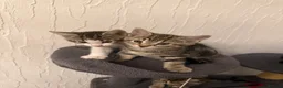 Mixed Breed cats for sale: Litter of 4 affectionate and playful cats  - Advert 7