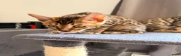 Bengal cats for sale: Stunning Bengal 3 Boys left - Advert 34