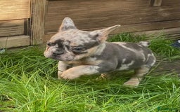 French Bulldog dogs for sale: 2 lovely French bulldog boys for sale  - Image 7