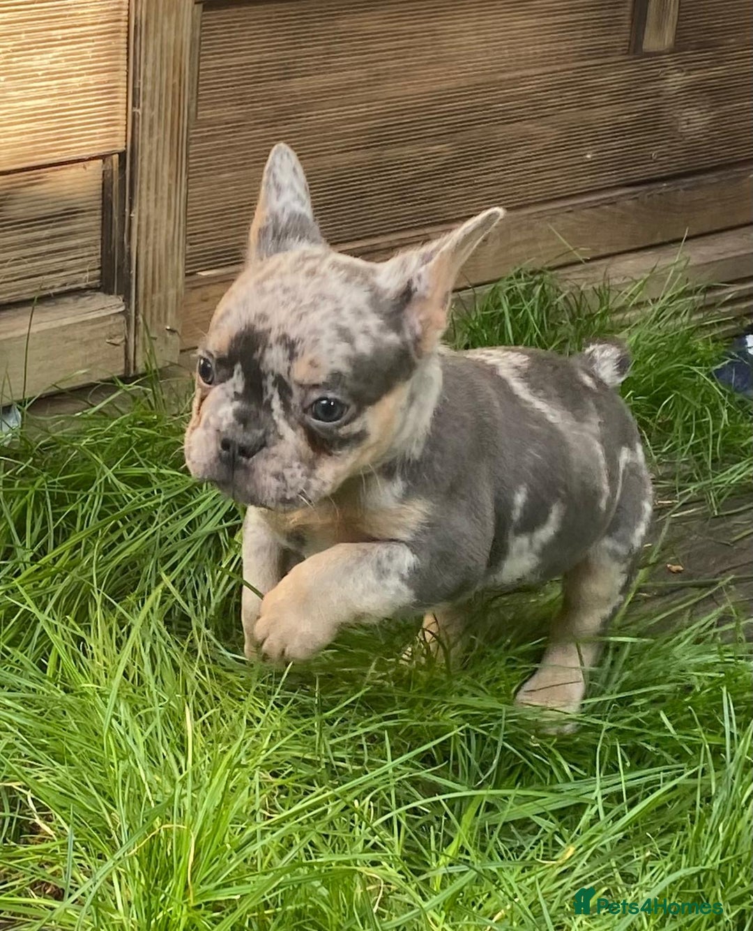 French Bulldog dogs for sale: 2 lovely French bulldog boys for sale  - Image 7