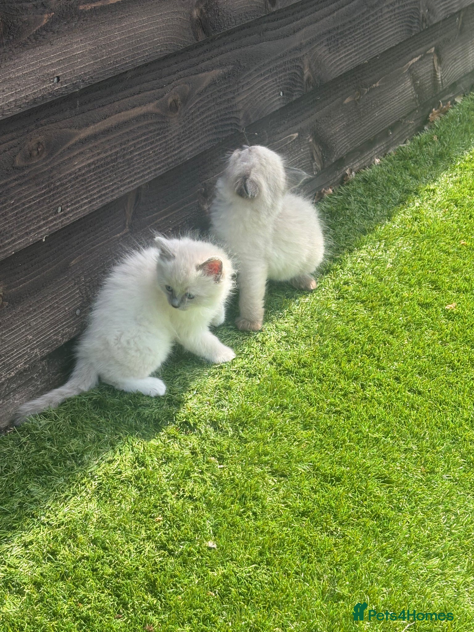 Ragdoll cats for sale: Ragdoll kittens in Romford - Advert 8