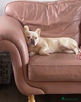 French Bulldog dogs - Advert 10