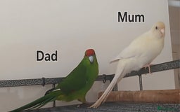Parakeets birds for sale: Baby kakariki  - Image 3