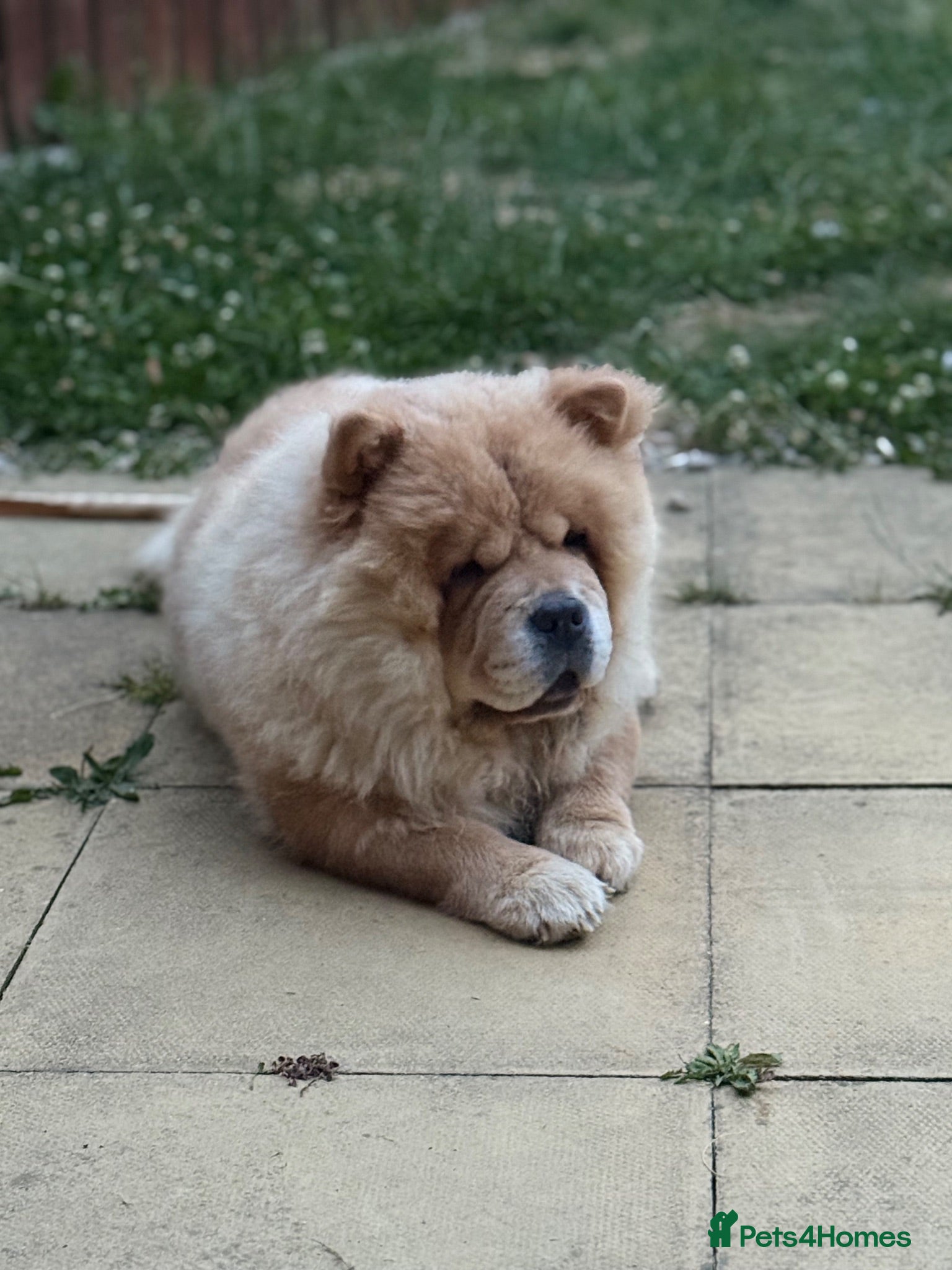 Chow Chow dogs Female chow chow - Advert 1