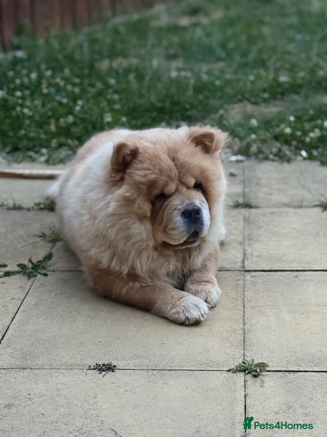 Chow Chow dogs for sale: Female chow chow - Advert 1