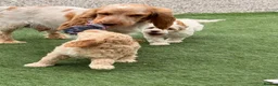 Cockapoo dogs for sale: READY TO GO F1 cockapoo puppies just 2 girls left  - Advert 14