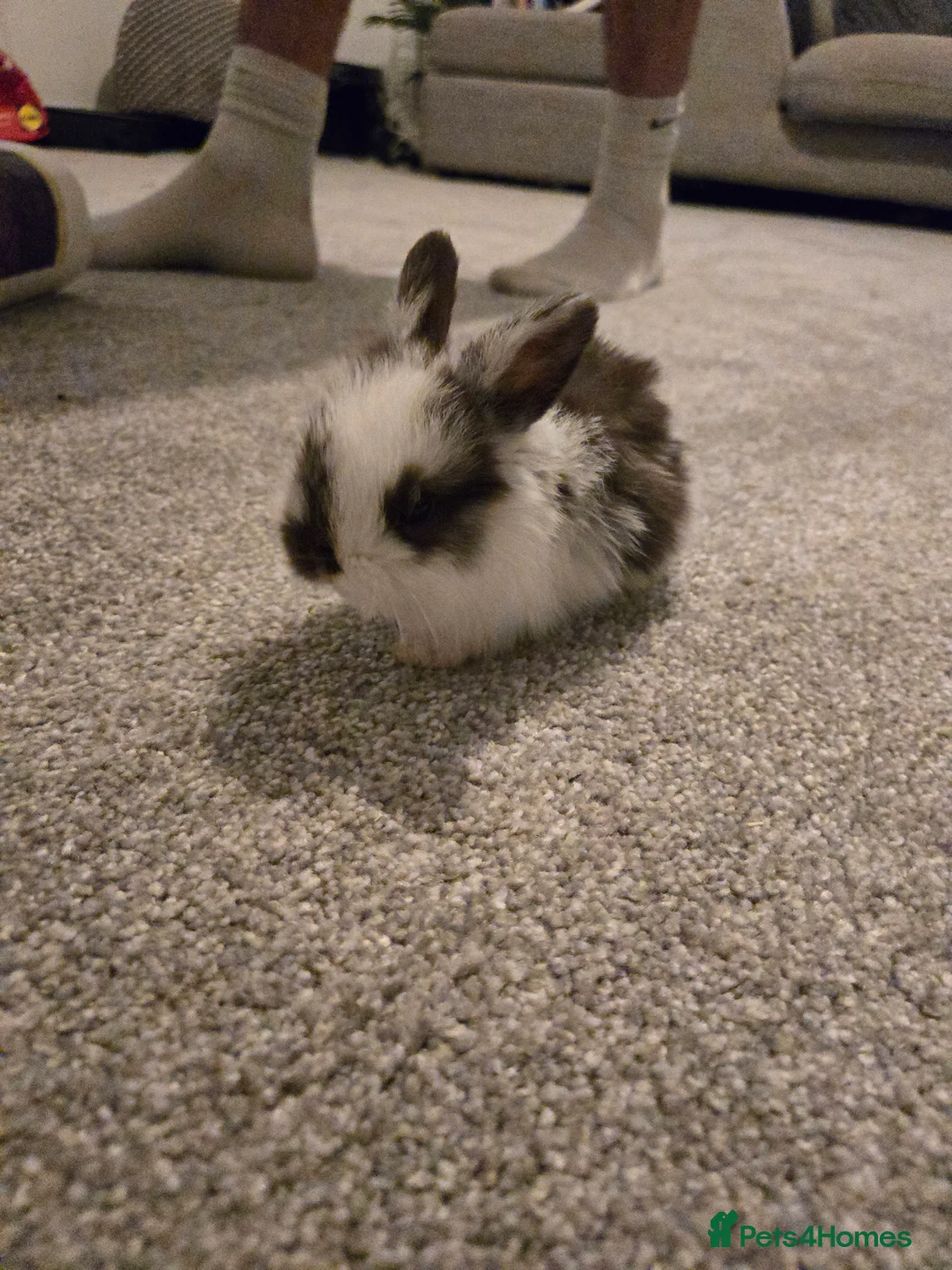 Mini Lop rabbits for sale: Mini lop bunnies  in Hinckley - Advert 20