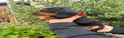Miniature Dachshund dogs for sale: Puppy for Sale Outstanding KC Male Mini Dachshund  - Advert 16