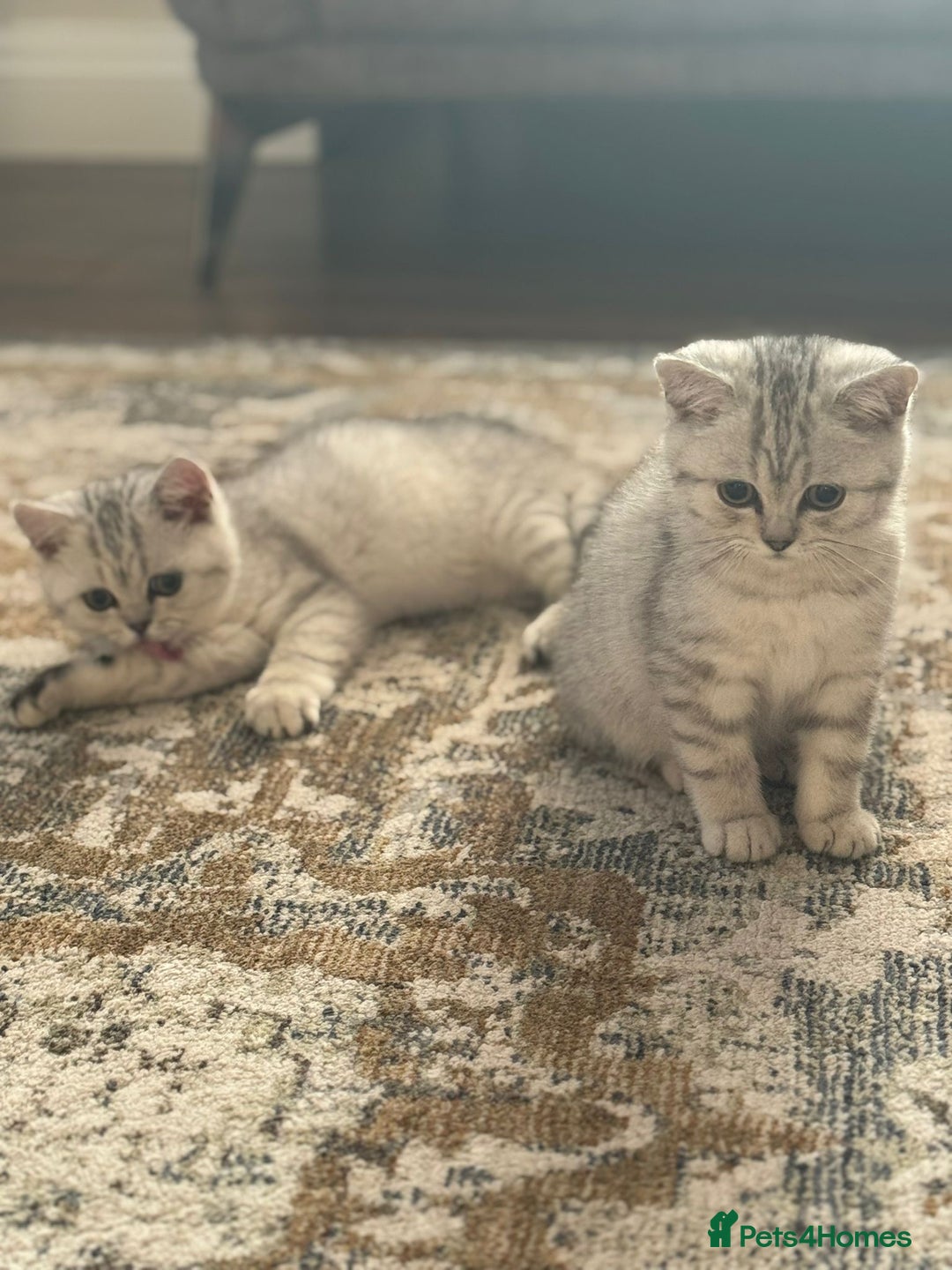British Shorthair cats for sale: 2 TICA registered BSH kittens  - Advert 29