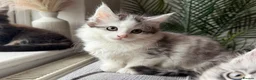 Maine Coon cats for sale: Beautiful half Maine coon kittens available  - Advert 14