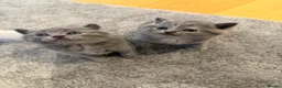 British Shorthair cats for sale: British Shorthair Kittens 🐾 Ready Soon - Advert 14