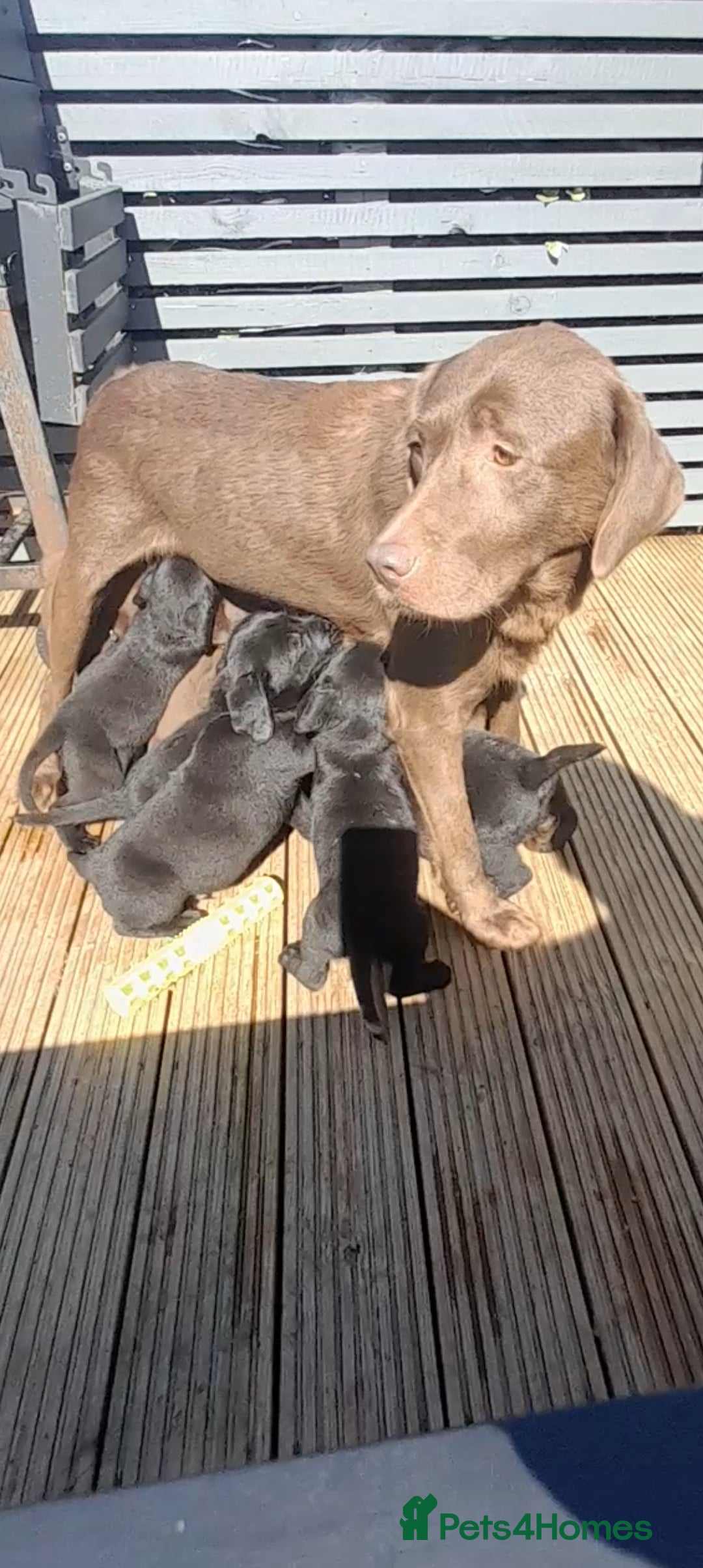 Labrador Retriever dogs for sale: READY NOW. LABRADOR PUPPIES. HEALTH CHECKS DONE  - Image 27