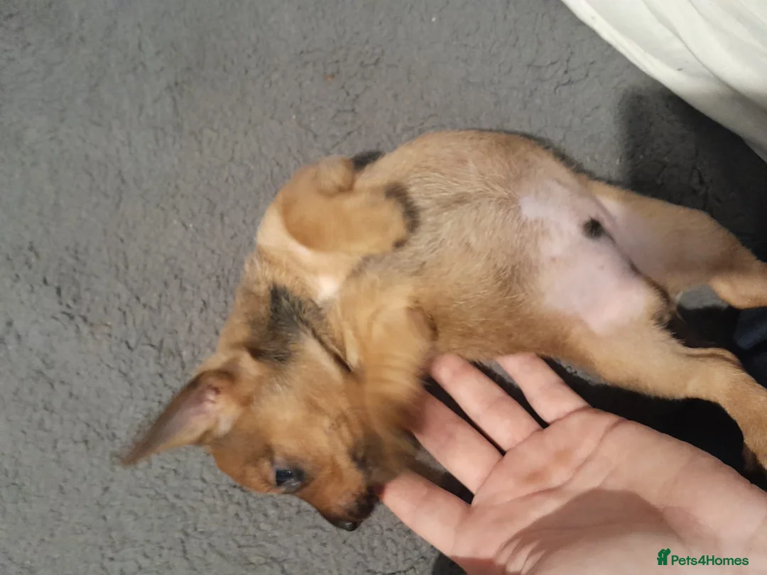 Mixed Breed dogs for sale: Cairn terriers - Advert 4