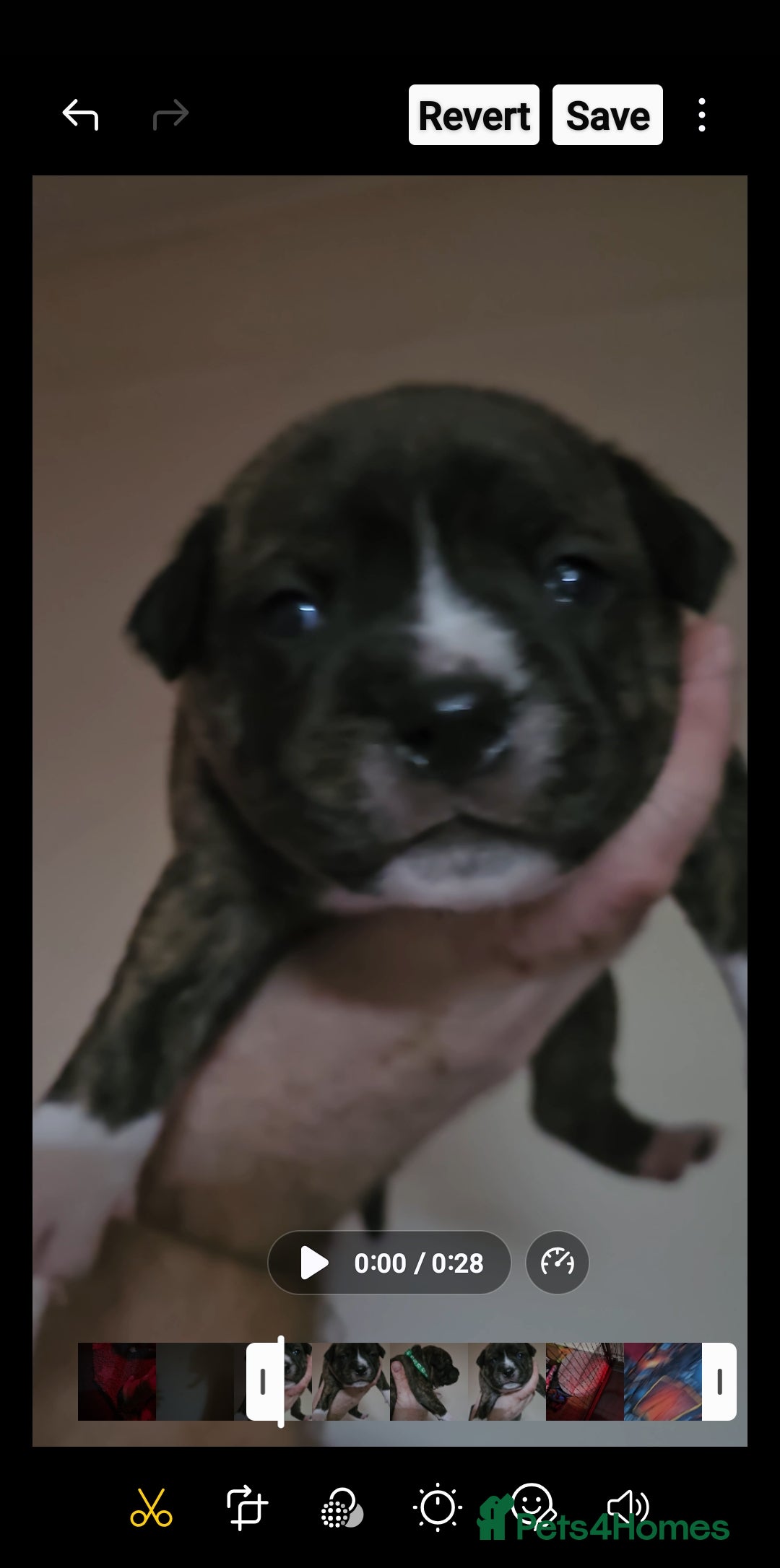 Staffordshire Bull Terrier dogs for sale: 🥨THE GOLDILOCKS LITTER 🥨 - Advert 4