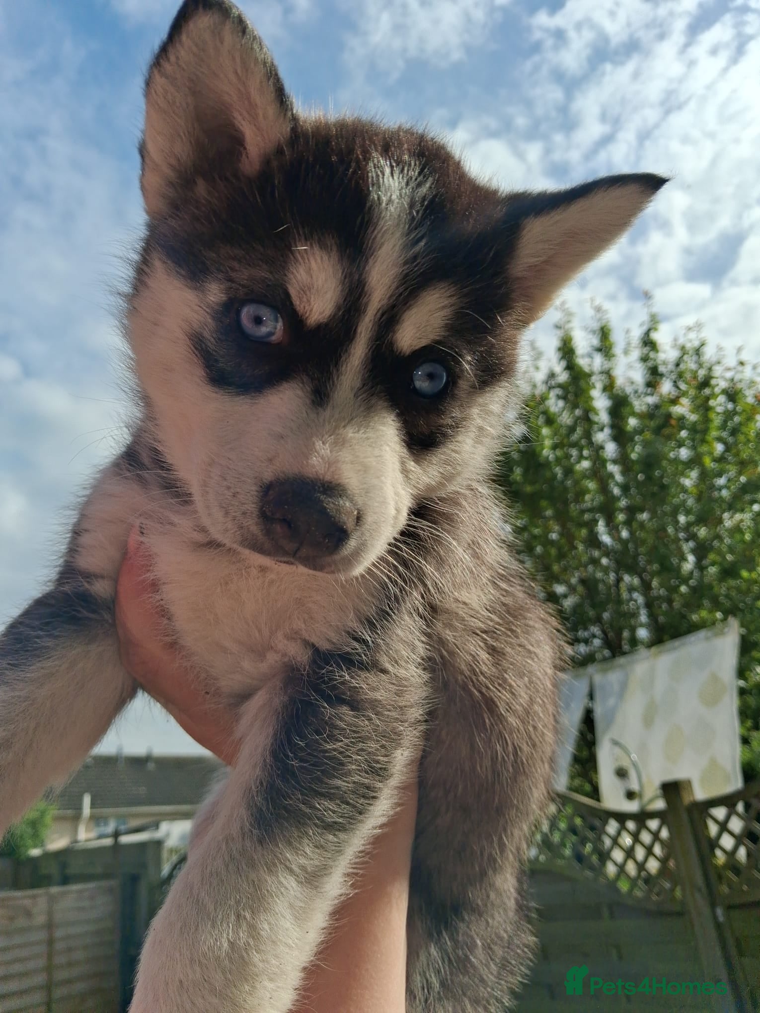 Pomsky dogs B E A U T I F U L pomsky pups READY TO LEAVE TODAY - Advert 2