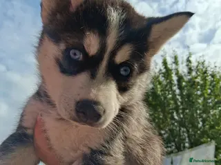 Pomsky dogs B E A U T I F U L pomsky pups READY TO LEAVE TODAY - Advert 2