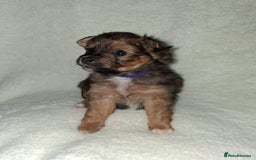 Mixed Breed dogs for sale: Yorkshire Terrier x Pomeranian Puppys - Advert 22