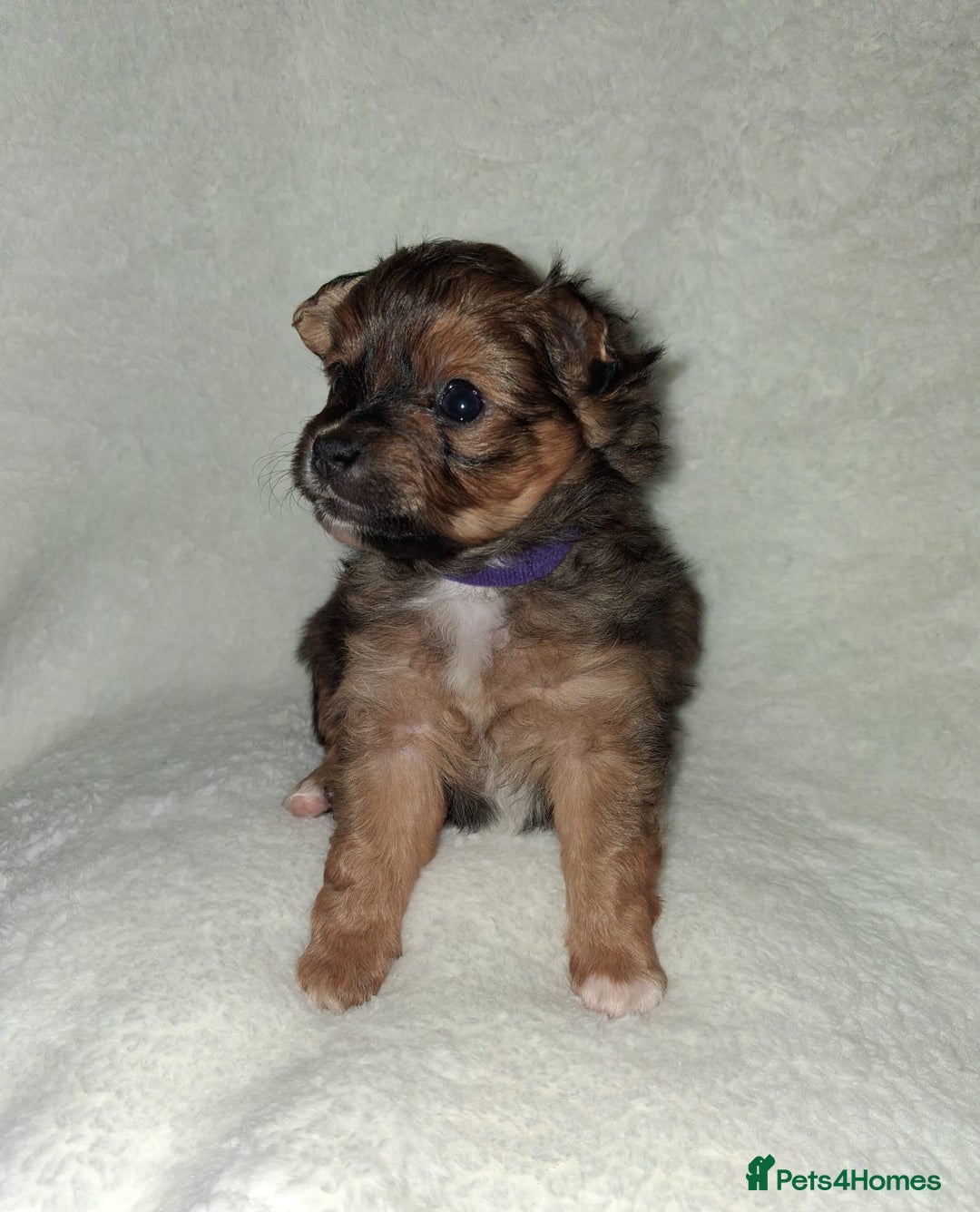 Mixed Breed dogs for sale: Yorkshire Terrier x Pomeranian Puppys - Advert 22