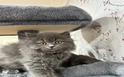 British Shorthair cats for sale: 4 Gorgeous British Blue Kittens  - Image 12