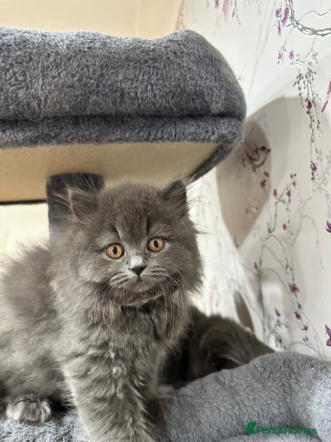 British Shorthair cats for sale: 4 Gorgeous British Blue Kittens  - Image 12