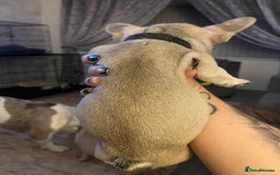 French Bulldog dogs for sale: French bull dog puppies - Image 6