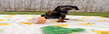 Dobermann Puppy 3