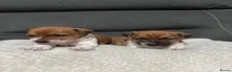 Plummer Terrier dogs for sale: Last two Plummer terrier puppies !! in Bradford - Advert 8